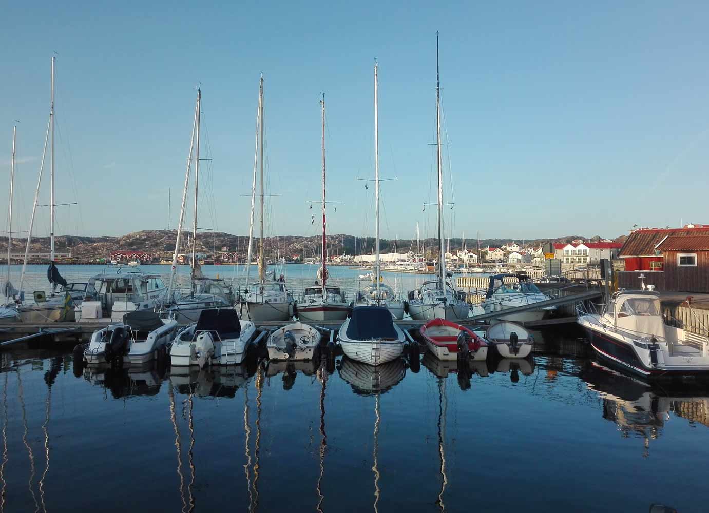 Tjörnekalv